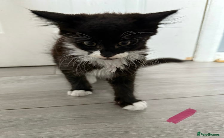 Mixed Breed cats - Advert 5