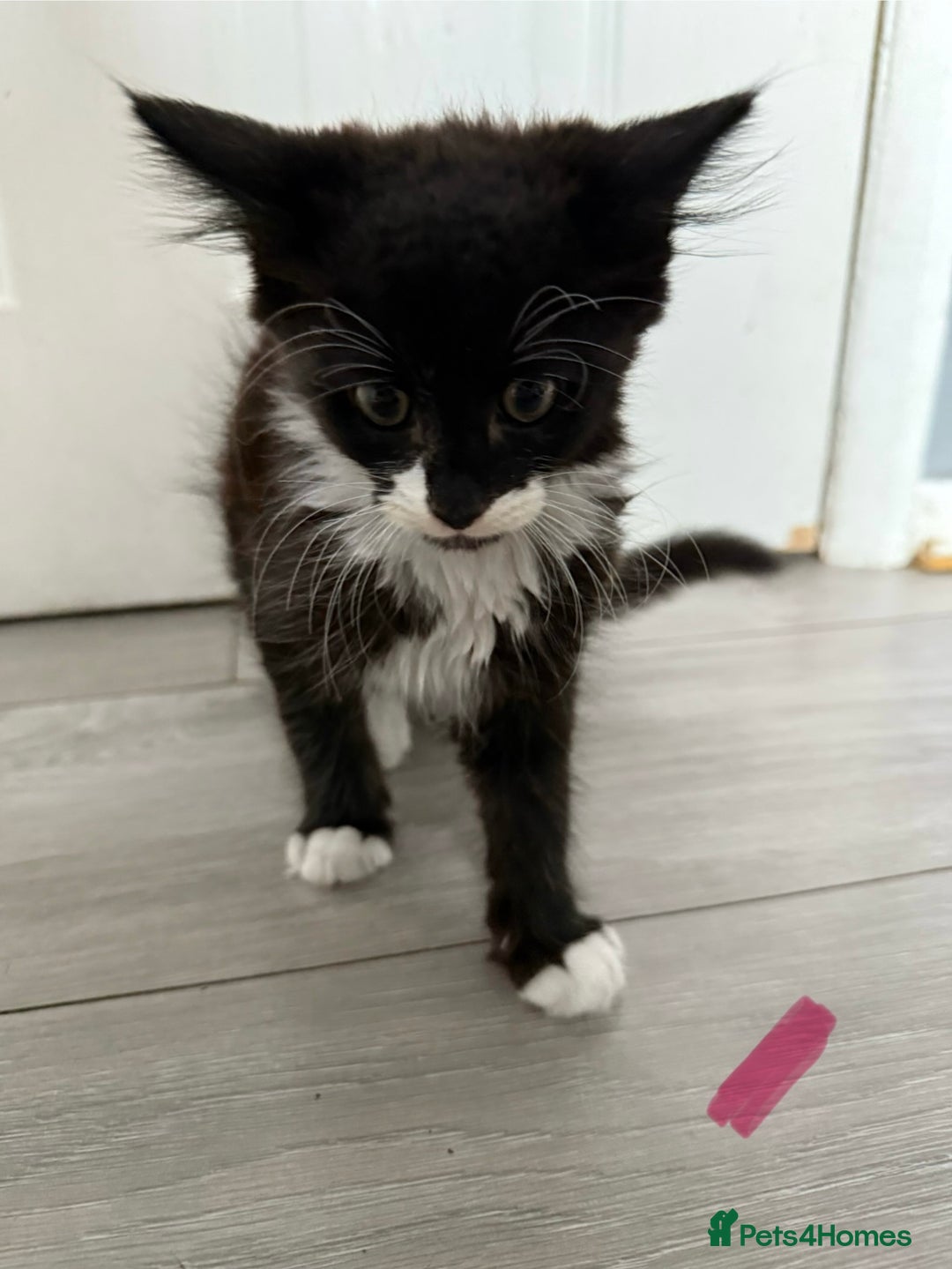 Mixed Breed cats for sale: 1 male 1 female black and white kitten for sale  - Image 1