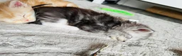Maine Coon cats for sale: Stunning Maine coon kittens 4 available - Advert 13