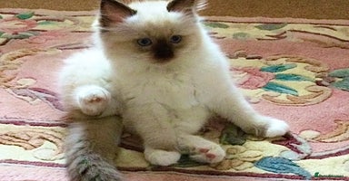 Ragdoll cats - Advert 8