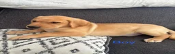 Labrador Retriever dogs for sale: Beautiful KC registered Labrador retriever puppies in Swansea - Advert 30