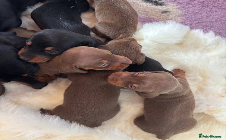 Miniature Dachshund dogs - Advert 1