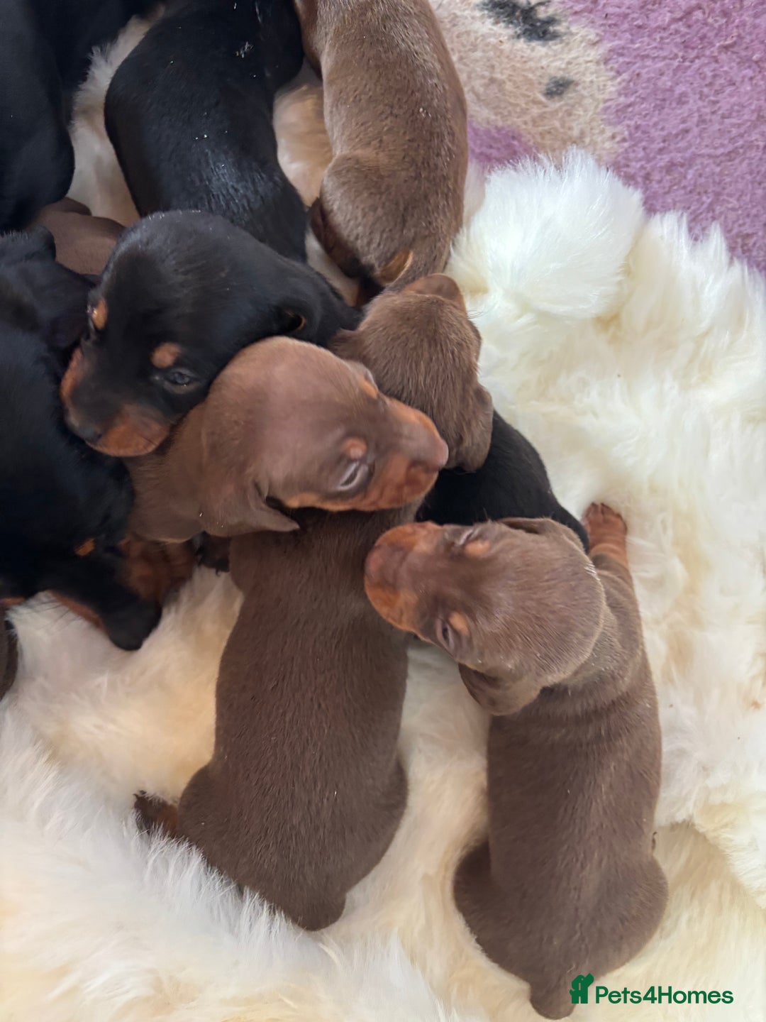 Miniature Dachshund dogs for sale: Miniature dachshund smooth hair pups  - Image 2