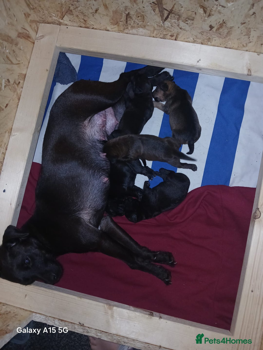 Patterdale Terrier dogs for sale: Puppies  - Advert 10