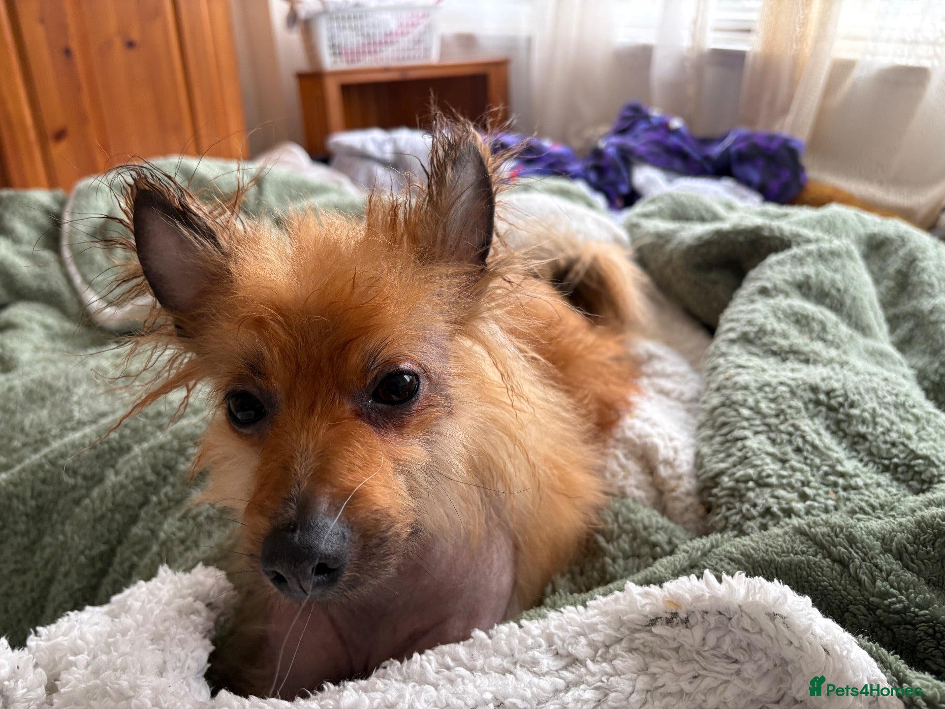 Mixed Breed dogs Leo is looking for a forever home  - Advert 9