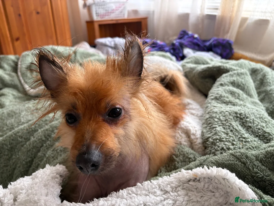Mixed Breed dogs for sale: Leo is looking for a forever home  in Hatfield - Advert 1