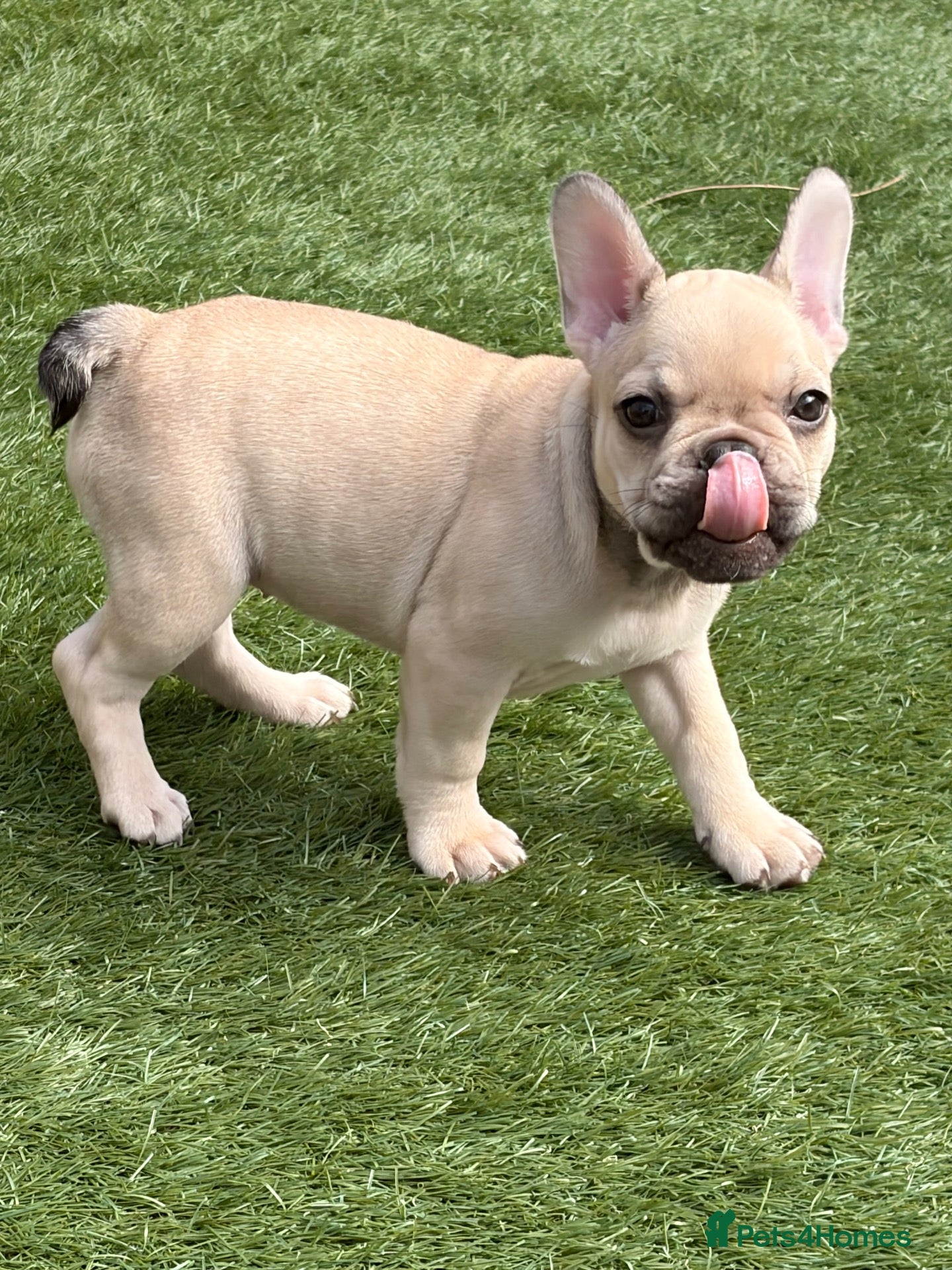 French Bulldog dogs 🐾 French Bulldog Puppies – ready for new homes 🐾 - Advert 15