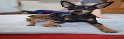 Miniature Pinscher dogs for sale: Adorable Miniature Pinscher Puppies  in Peterhead - Advert 8