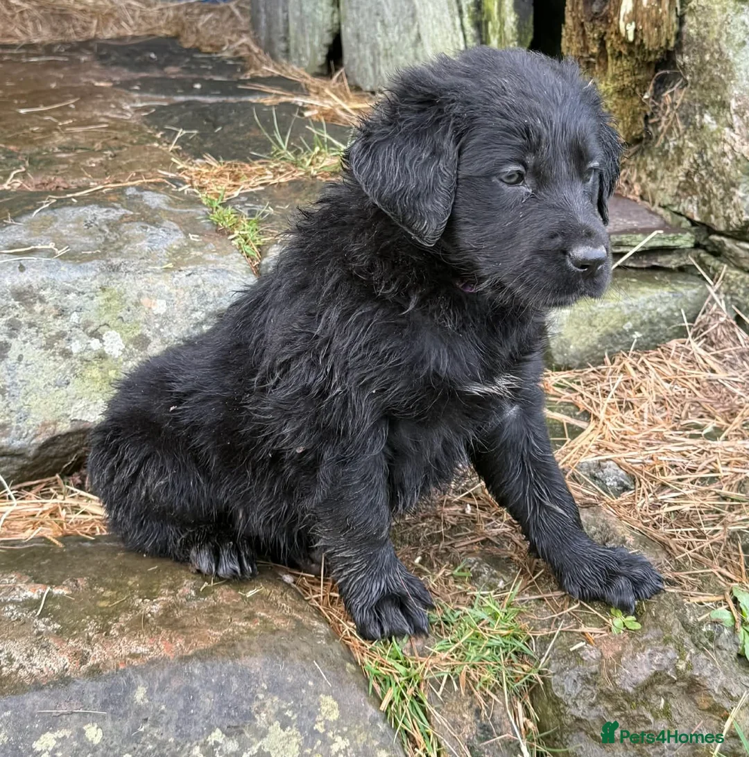 Labrador Retriever dogs for sale: Labrador x huntaway puppies ⭐️only 1 girl left⭐️ - Advert 4