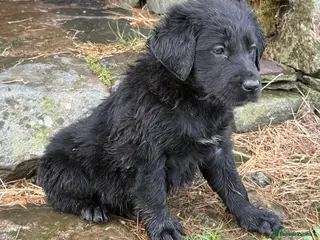 Labrador Retriever dogs Labrador x huntaway puppies ⭐️only 1 girl left⭐️ - Advert 9