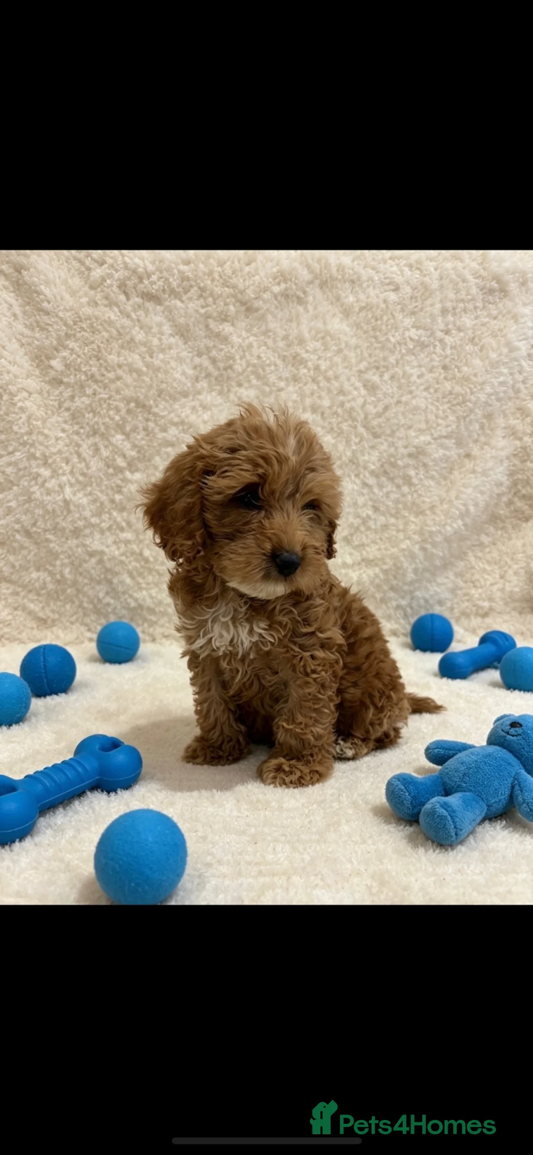 Cockapoo dogs for sale: F1 cockapoo looking for their new homes !  - Advert 1