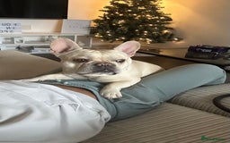 French Bulldog dogs for stud: 🔥 SIMBA 🔥 French Bulldog for Stud - Advert 4