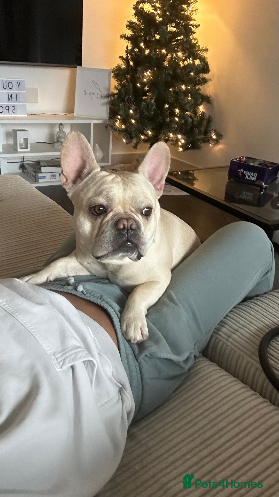 French Bulldog dogs for stud: 🔥 SIMBA 🔥 French Bulldog for Stud - Advert 4