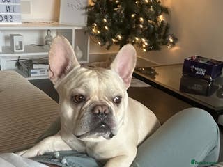 French Bulldog dogs 🔥 SIMBA 🔥 French Bulldog for Stud - Advert 4