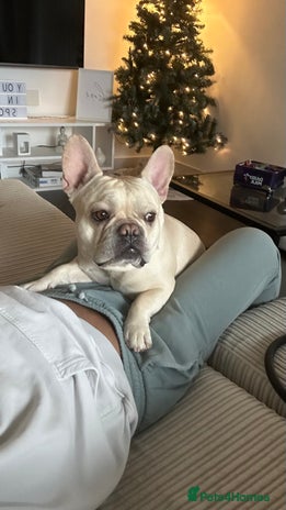 French Bulldog dogs 🔥 SIMBA 🔥 French Bulldog for Stud - Advert 1