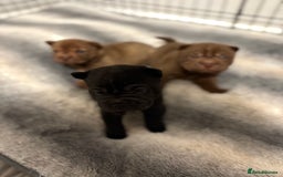 Shar Pei dogs for sale: Stunning Shar Pei Pups - Image 6