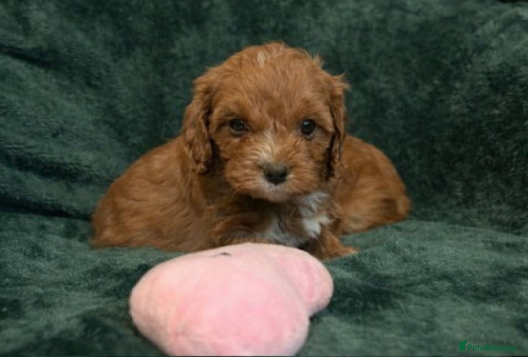 Cavapoo dogs for sale: Toy CAVAPOO Puppies - Advert 3