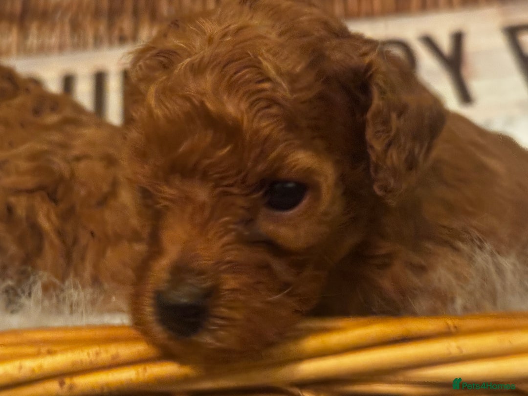 Miniature Poodle dogs for sale: KC Miniature Poodles- Bred for your family…   - Advert 13