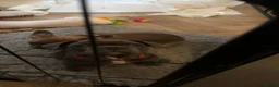 French Bulldog dogs for sale: French bulldog pups ready for forever homes.  - Advert 5