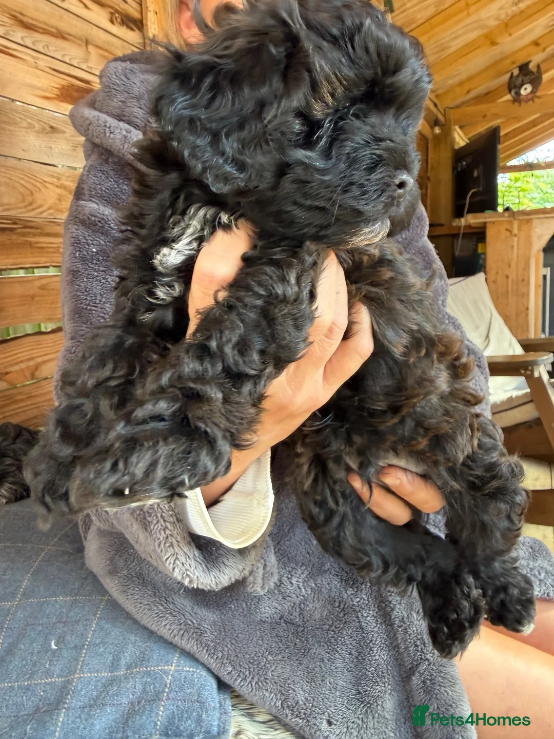 Shihpoo dogs for sale: Shihpoo Puppies  in Derby - Advert 7