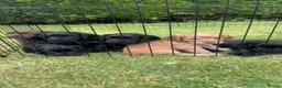 Cocker Spaniel dogs for sale: cocker spaniel puppy’s  - Advert 3