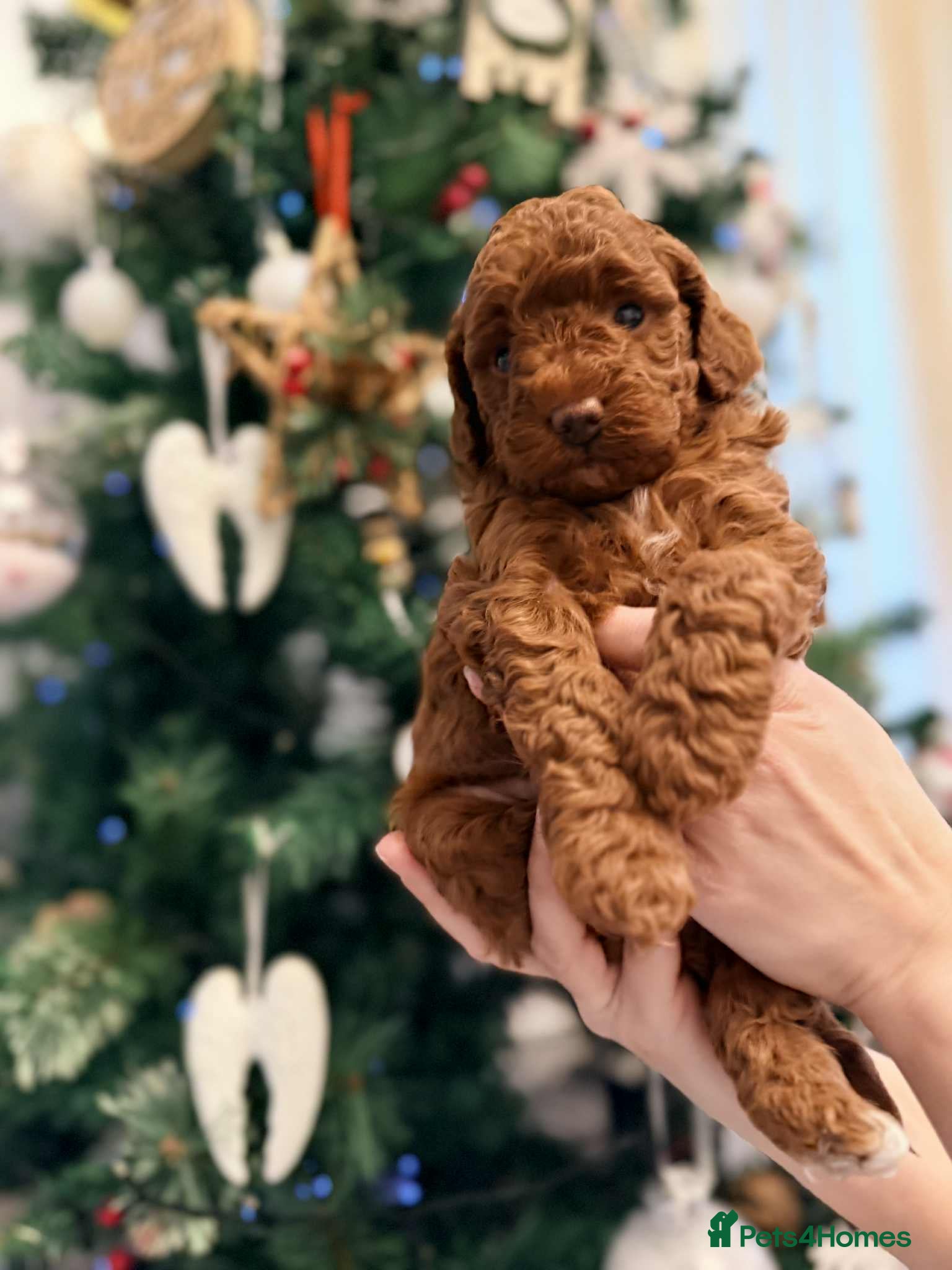 Miniature Poodle dogs Kc reg mini poodle 5 generation pedigree - Advert 3