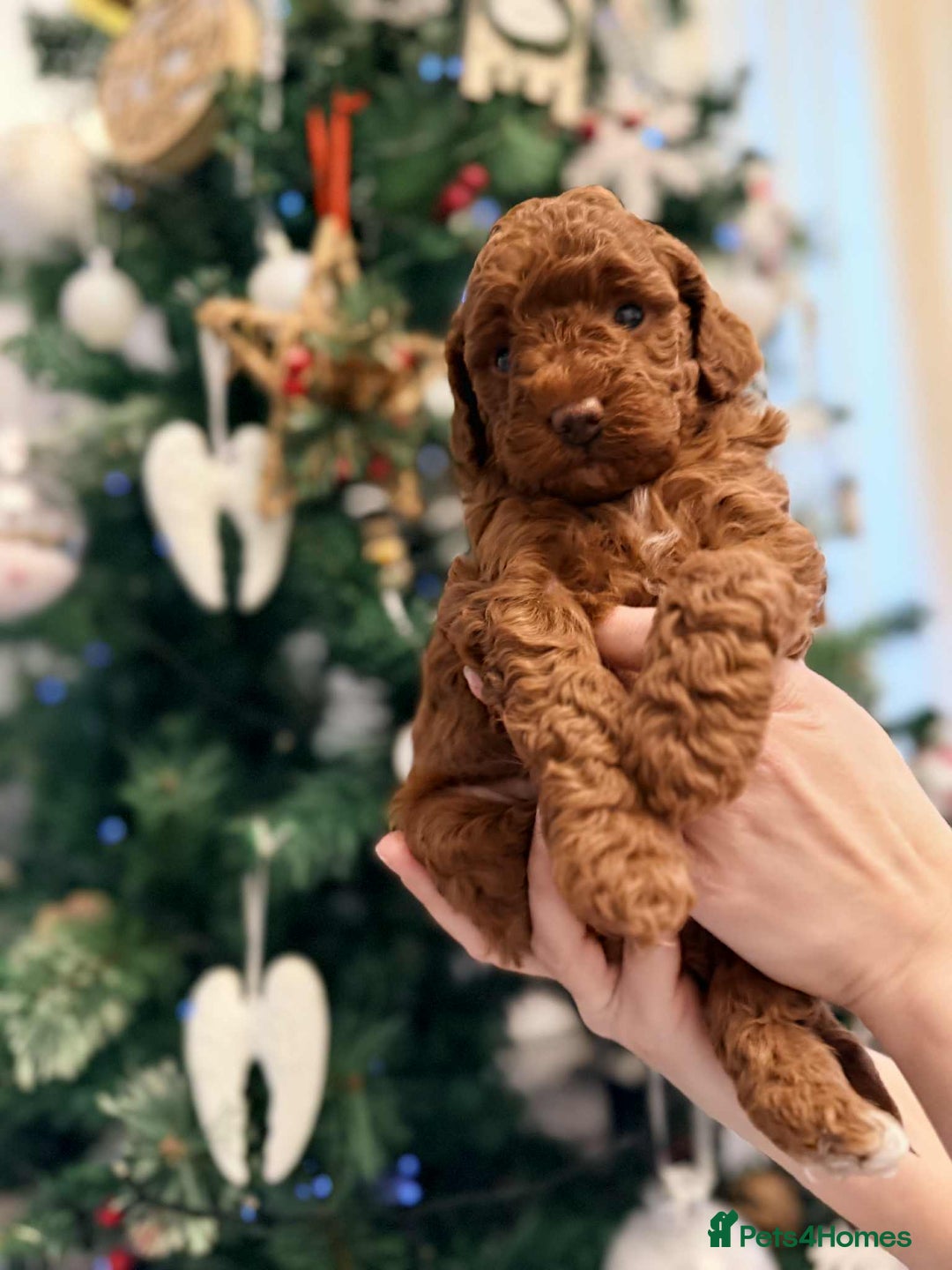 Miniature Poodle dogs for sale: Kc reg mini poodle 5 generation pedigree - Advert 1