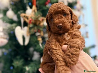 Miniature Poodle dogs Kc reg mini poodle 5 generation pedigree - Advert 9