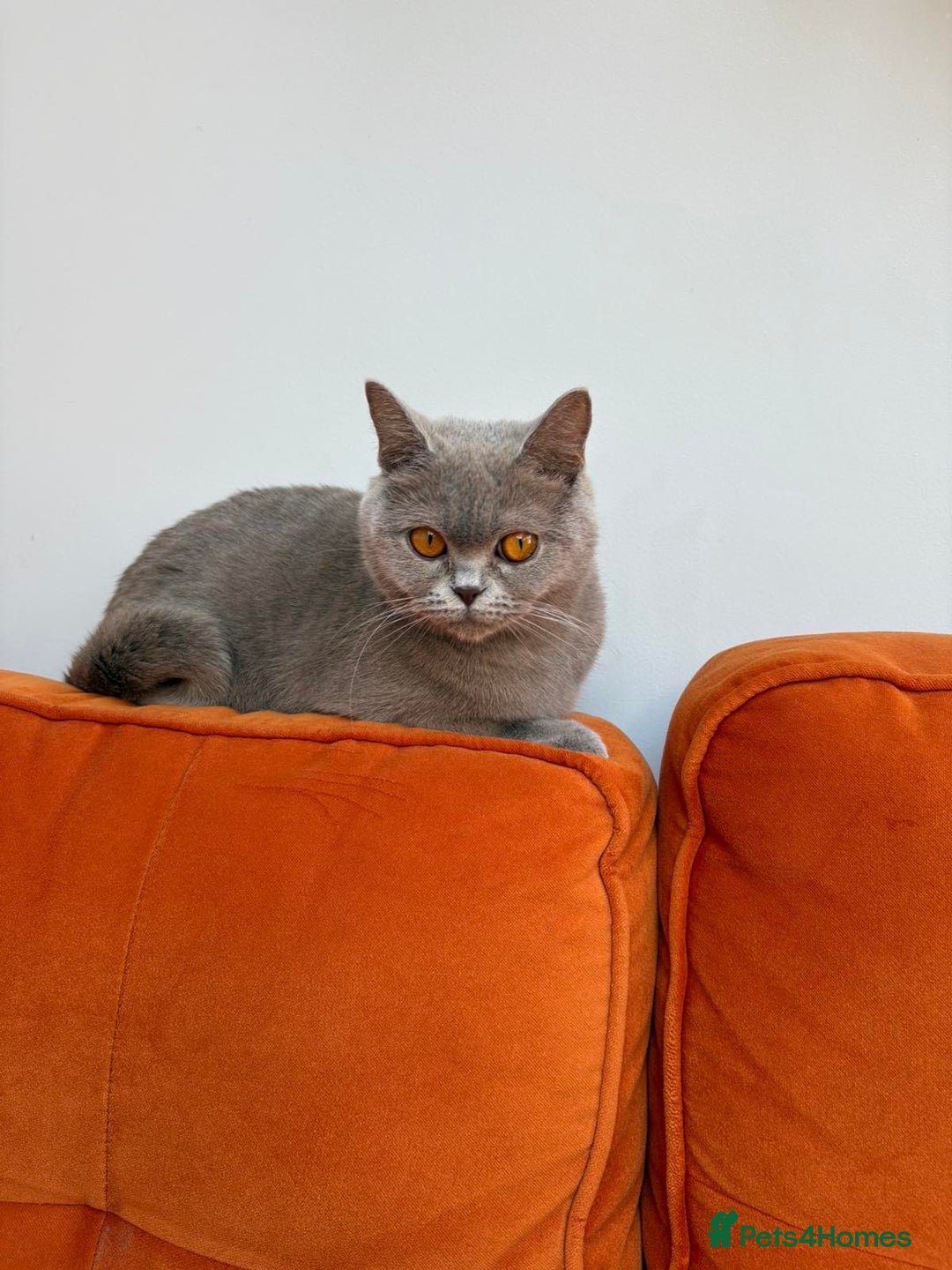 British Shorthair cats for sale: Luxury British Short-Choc& Bi-Coloured|07988240877 - Advert 2