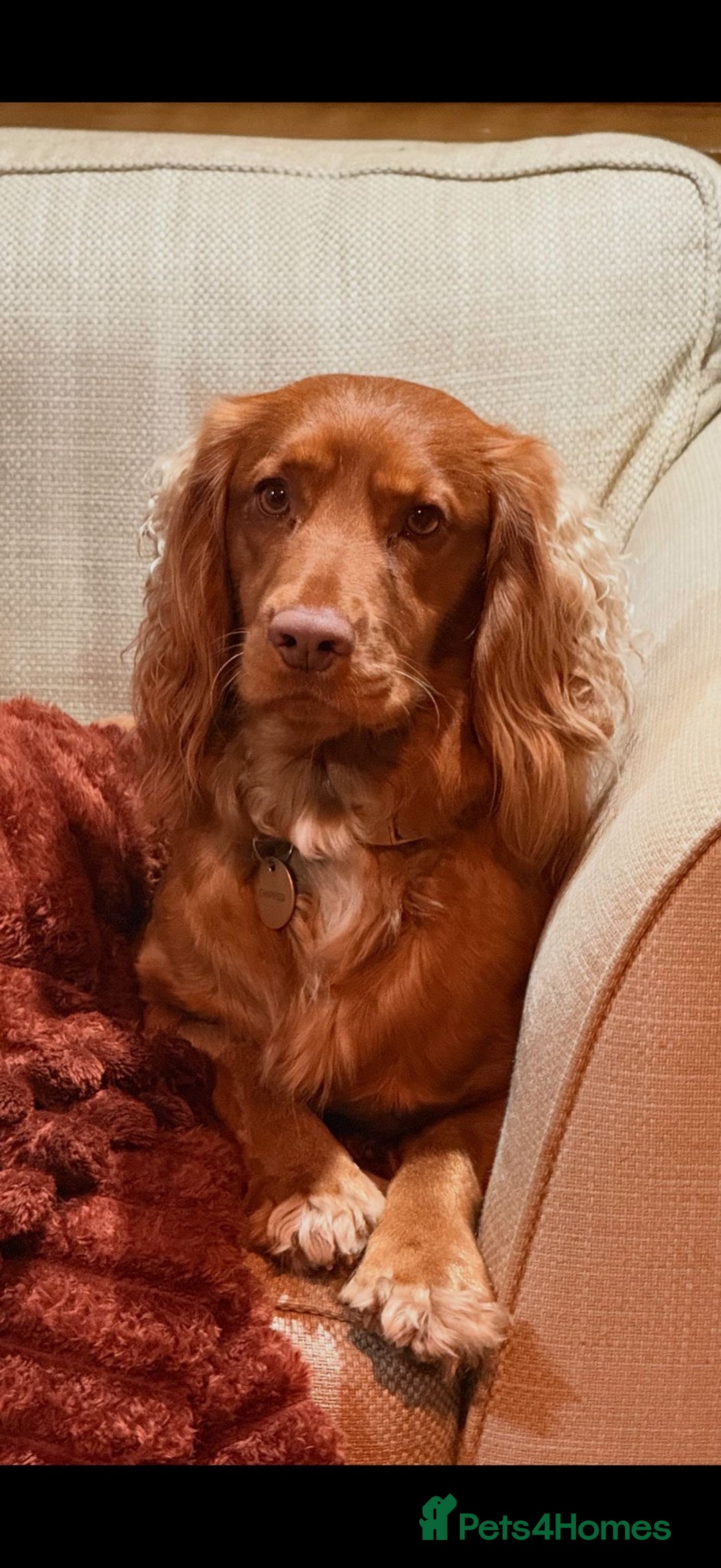 Cocker Spaniel dogs for sale: Cocker spaniel puppies - Advert 7