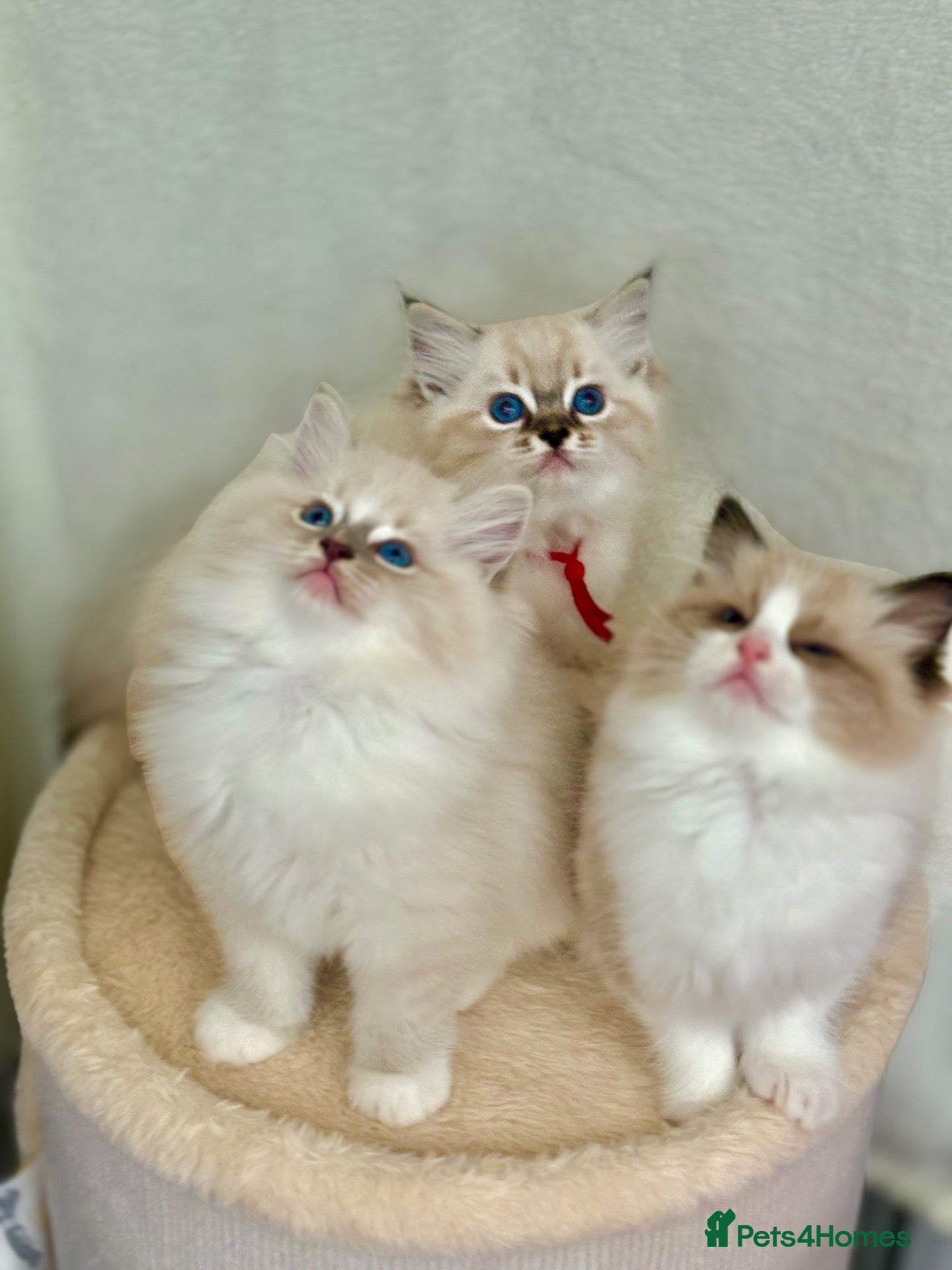 Ragdoll cats Pedigree show quality kitten Ragdolls 💝 - Advert 1