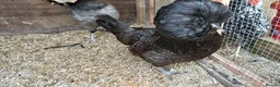 Chickens poultry for sale: 2 x polish  hens available  - Advert 4