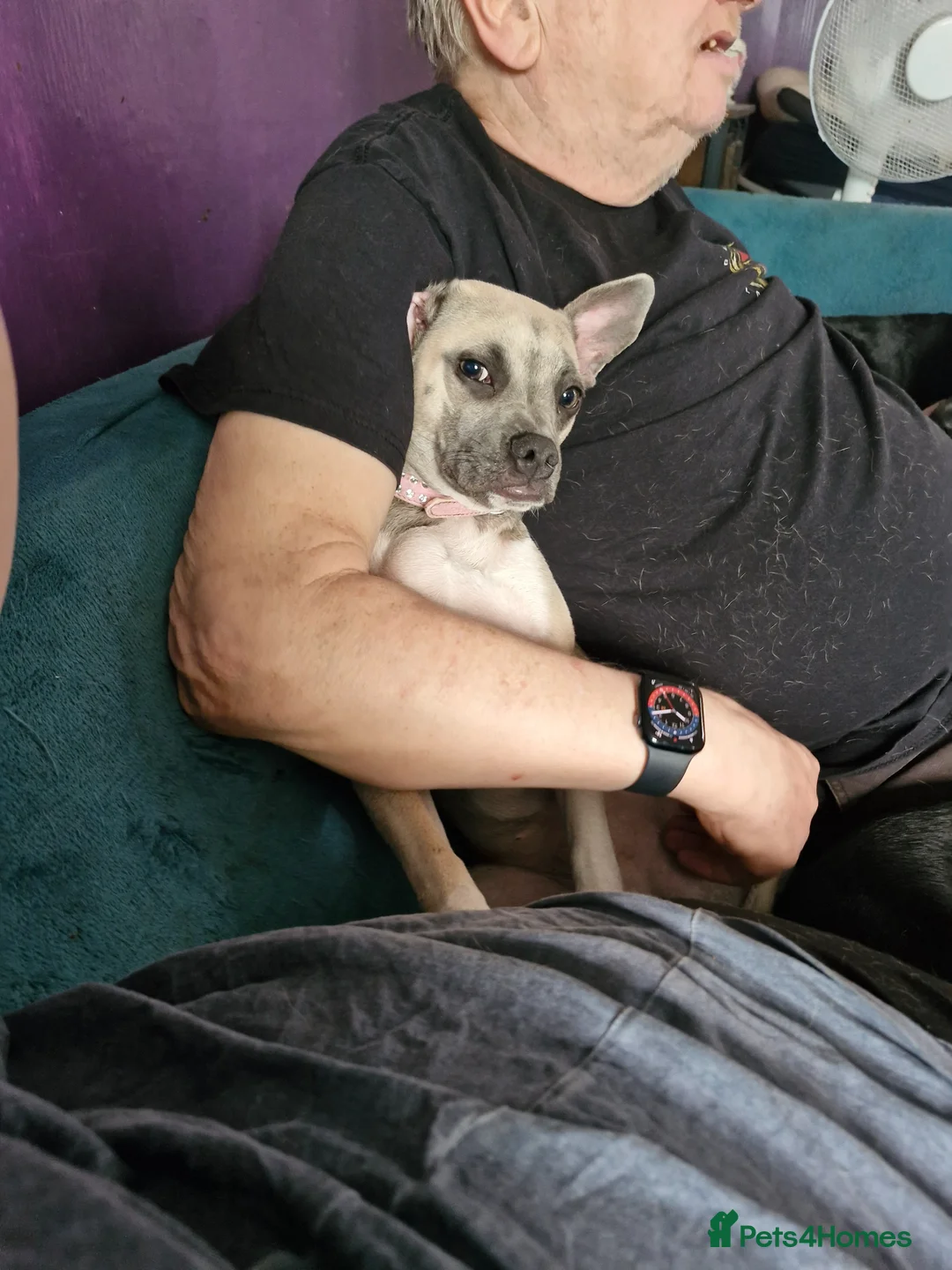 Mixed Breed dogs for sale: Cross breeds  - Advert 5