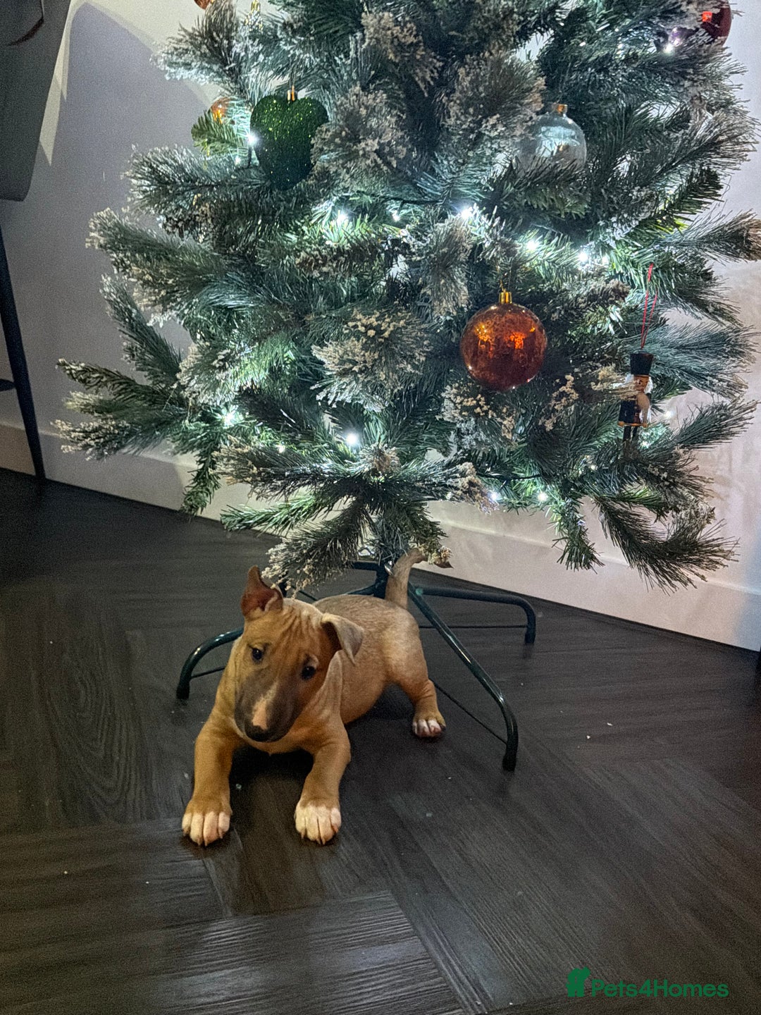 Miniature Bull terrier dogs for sale: Miniature bull terrier  - Advert 3