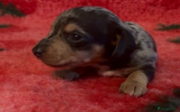 Dachshund dogs for sale: BEAUTIFUL LITTER OF DACHSHUND  - Image 4
