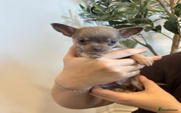 Chihuahua dogs for sale: 3 female and 1 male chihuahua puppies.  - Image 14
