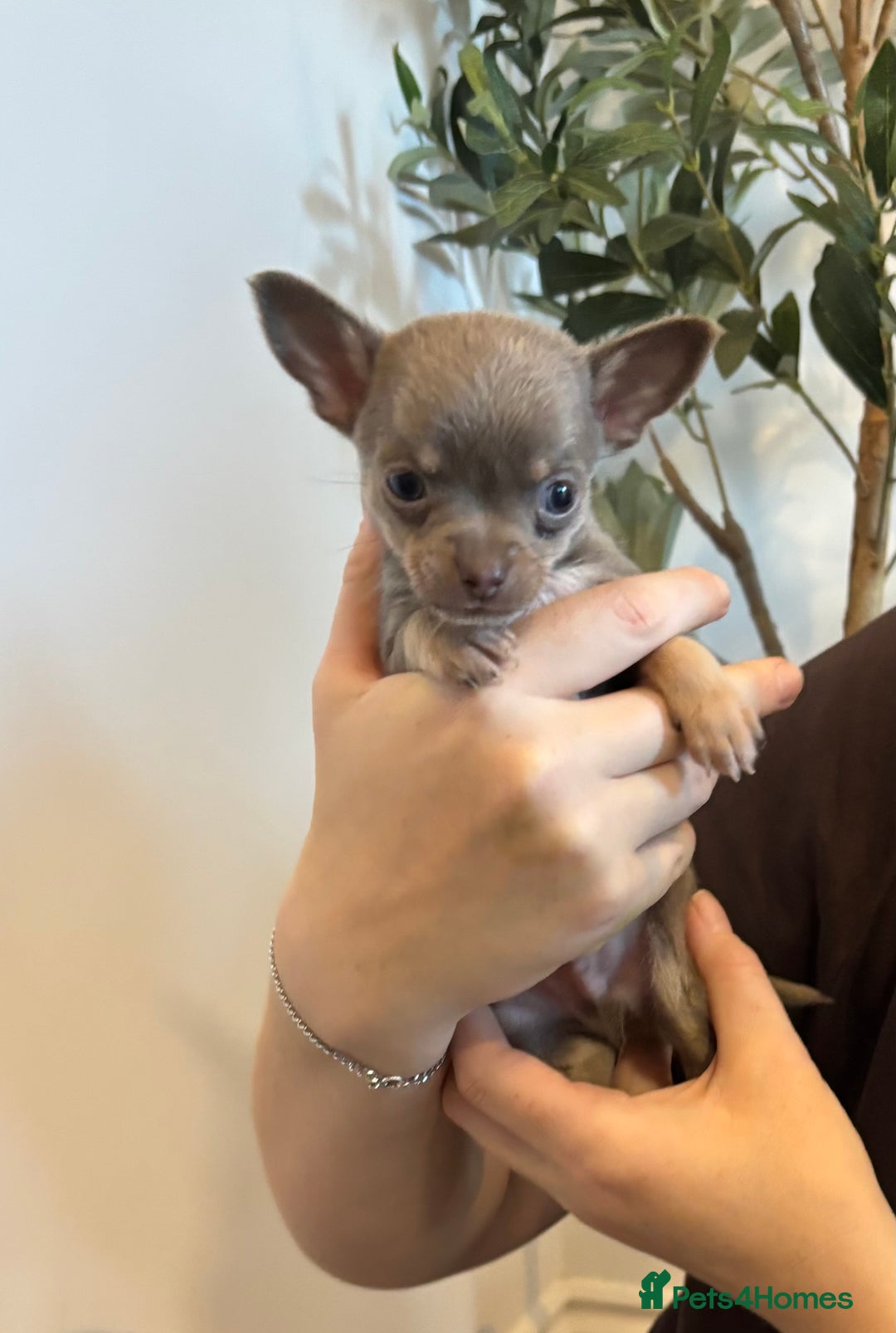 Chihuahua dogs for sale: 3 female and 1 male chihuahua puppies.  - Image 14