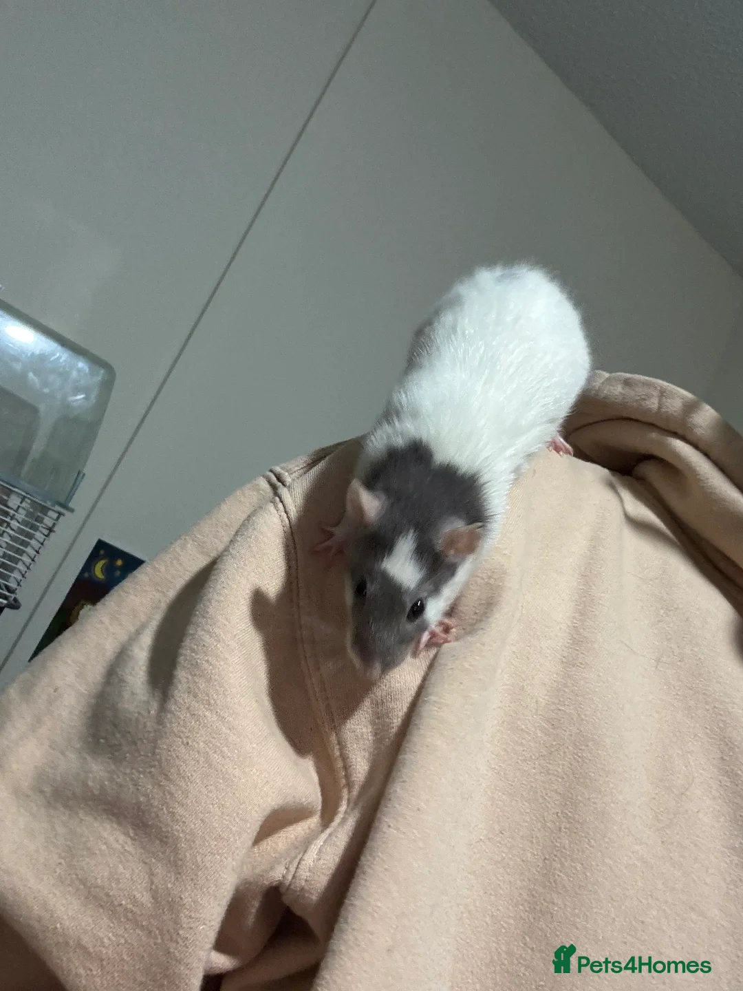 Rat rodents for sale: 3 Female rats and cage  - Advert 3