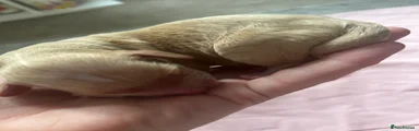 Cockapoo 6