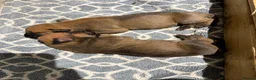 Boerboel dogs for sale: Stunning litter arrived- waitlist open - Advert 13