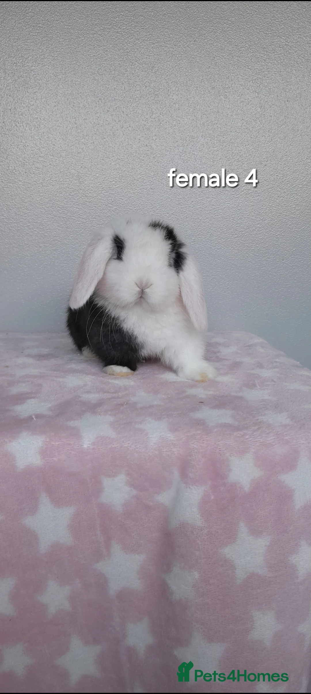 Mini Lop rabbits for sale: Purebred mini lop rabbits  - Advert 6