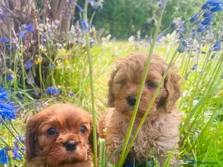 Cavapoo dogs Cavapoo adorable puppies - Advert 1