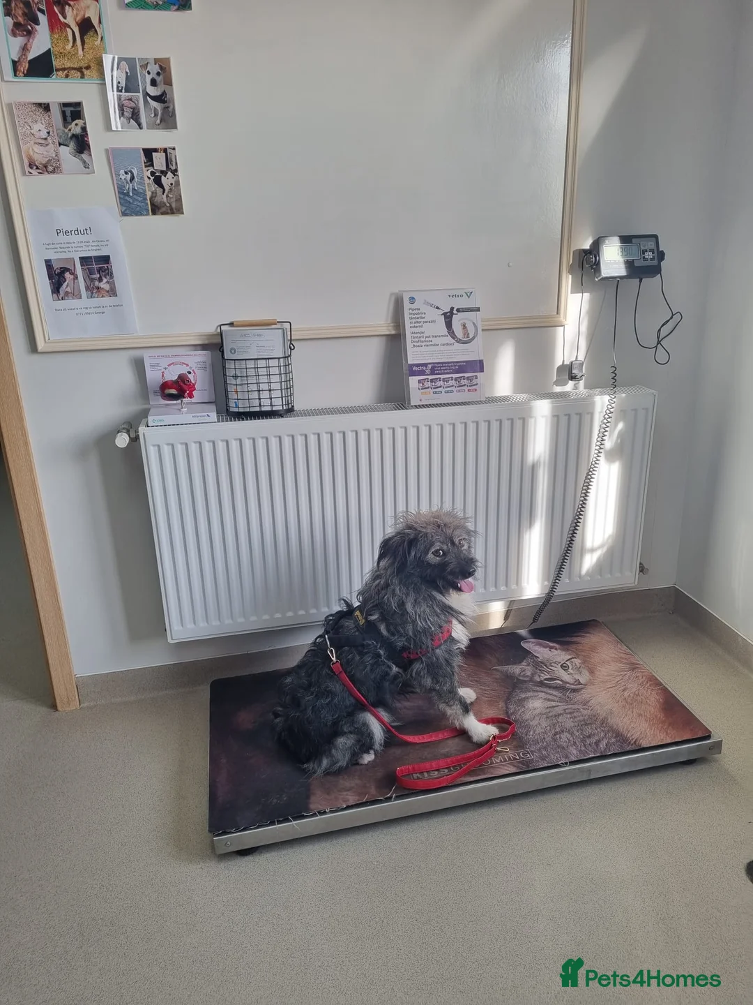 Mixed Breed dogs for sale: STORMY – s Superb young boy for a Loving Home - Advert 7