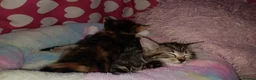 Mixed Breed cats for sale: Mixed breed kittens - Advert 7