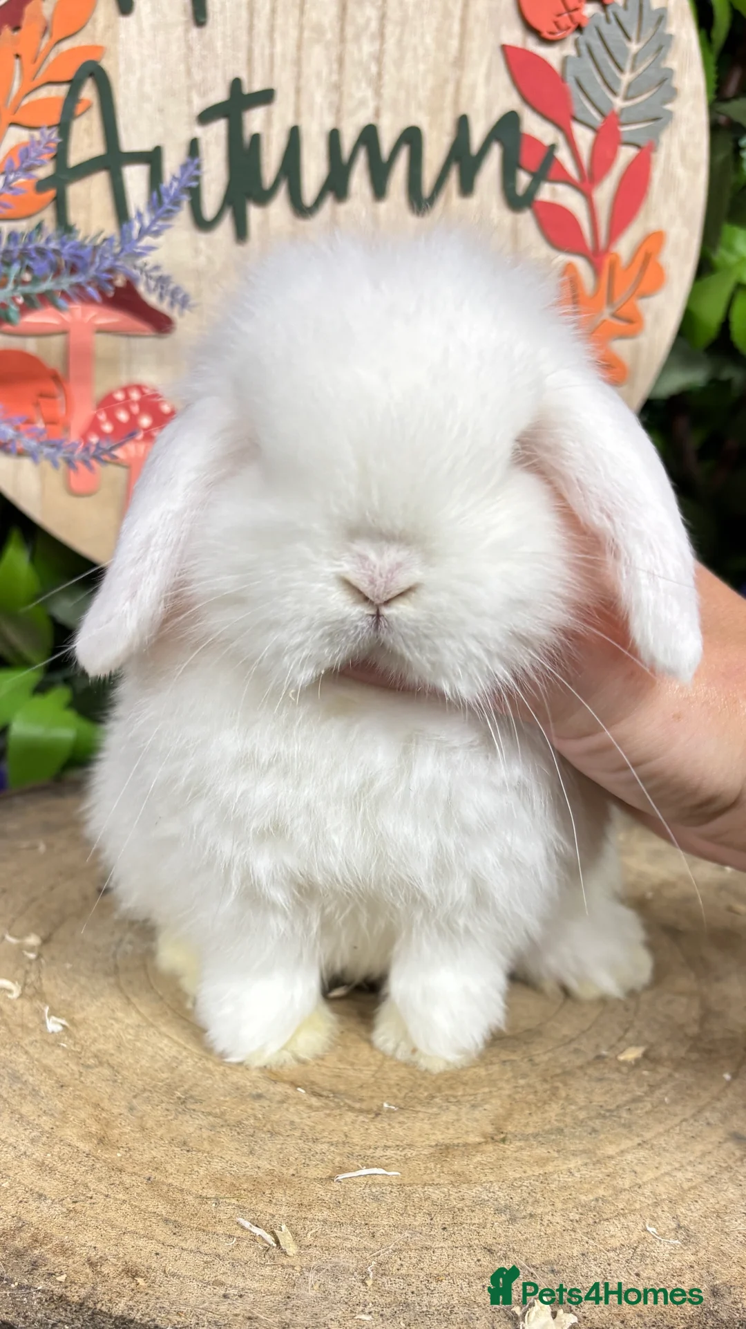 Mini Lop rabbits for sale: 🧡PEDIGREE MINILOPS🧡 - Advert 29