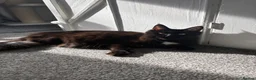 Ragcoon cats for sale: Beautiful Ragcoon Kittens for Sale - Advert 4