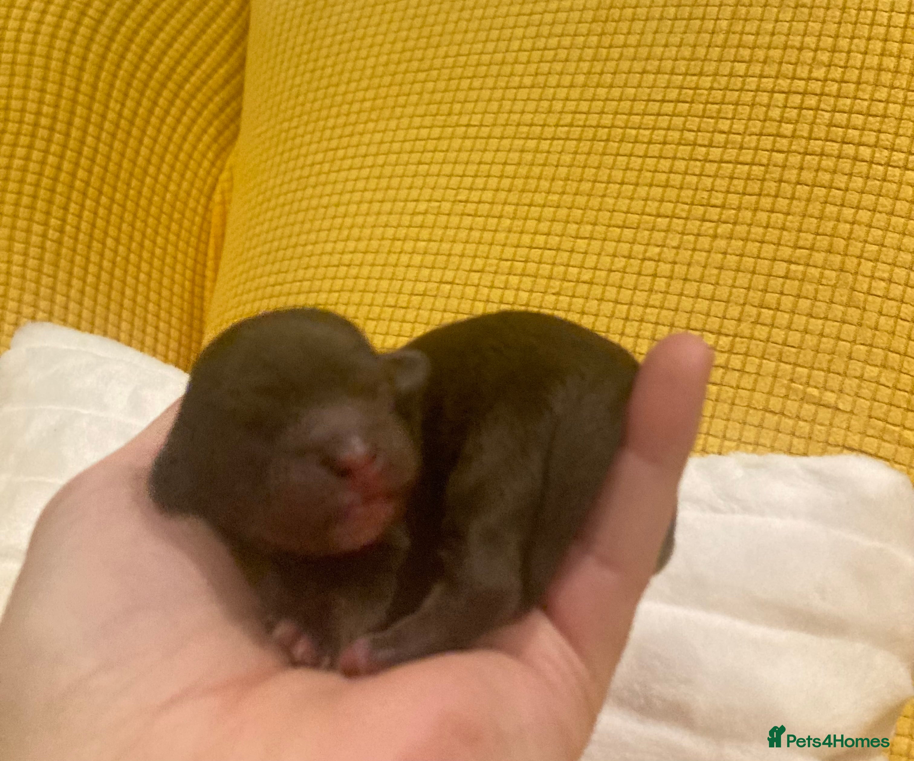 Shihpoo dogs Toy Shihpoo puppies  - Advert 1