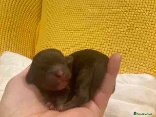 Shihpoo dogs Toy Shihpoo puppies - Advert 10