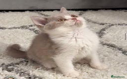 British Shorthair cats for sale: Lilac bi colour boy pure British shorthair ready😻 - Image 2