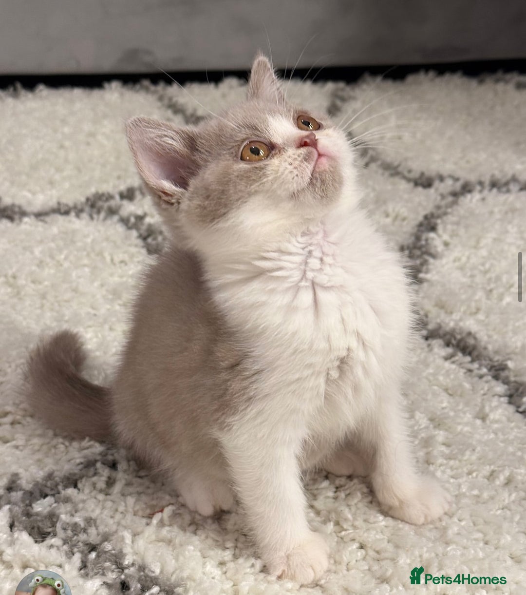 British Shorthair cats for sale: Lilac bi colour boy pure British shorthair ready😻 - Image 2